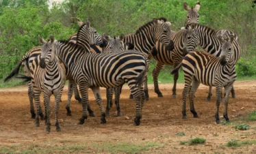 Tsavo West National Park 11 Kenya