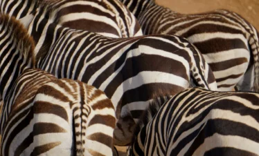 Tsavo West National Park 13 Kenya