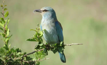 Tsavo West National Park 14 Kenya