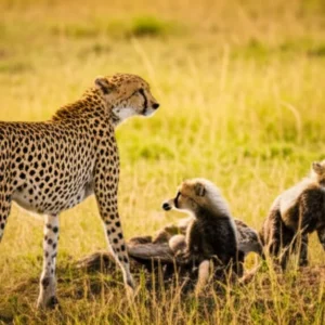 cheetah mother cubs Masai Mara lush green grass March wet season golden morning light Kenya masai mara march safari green season
