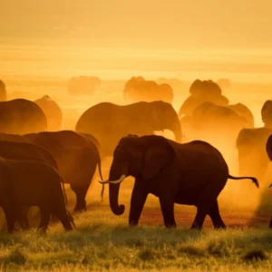 massive African elephant herd red dust Tsavo East National Park Kenya wide savannah golden afternoon light tsavo national park lodges and camps guide