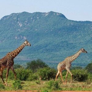 Tsavo giraffe.jpg Kenya