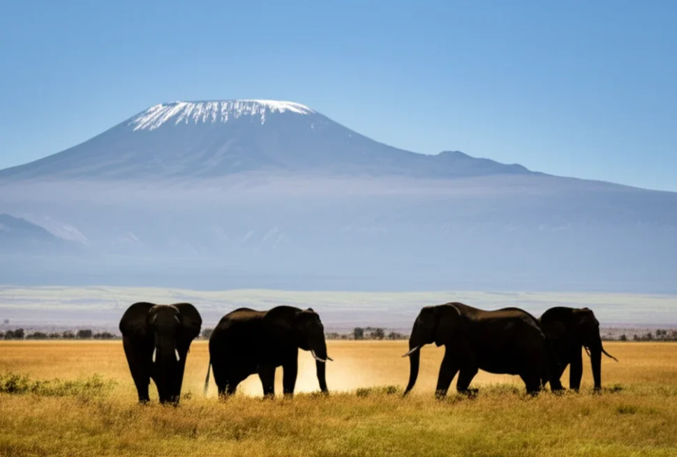 young child watching elephant herd from open safari Land Cruiser Amboseli Mount Kilimanjaro backdrop early morning golden light Kenya kenya safari with kids family guide