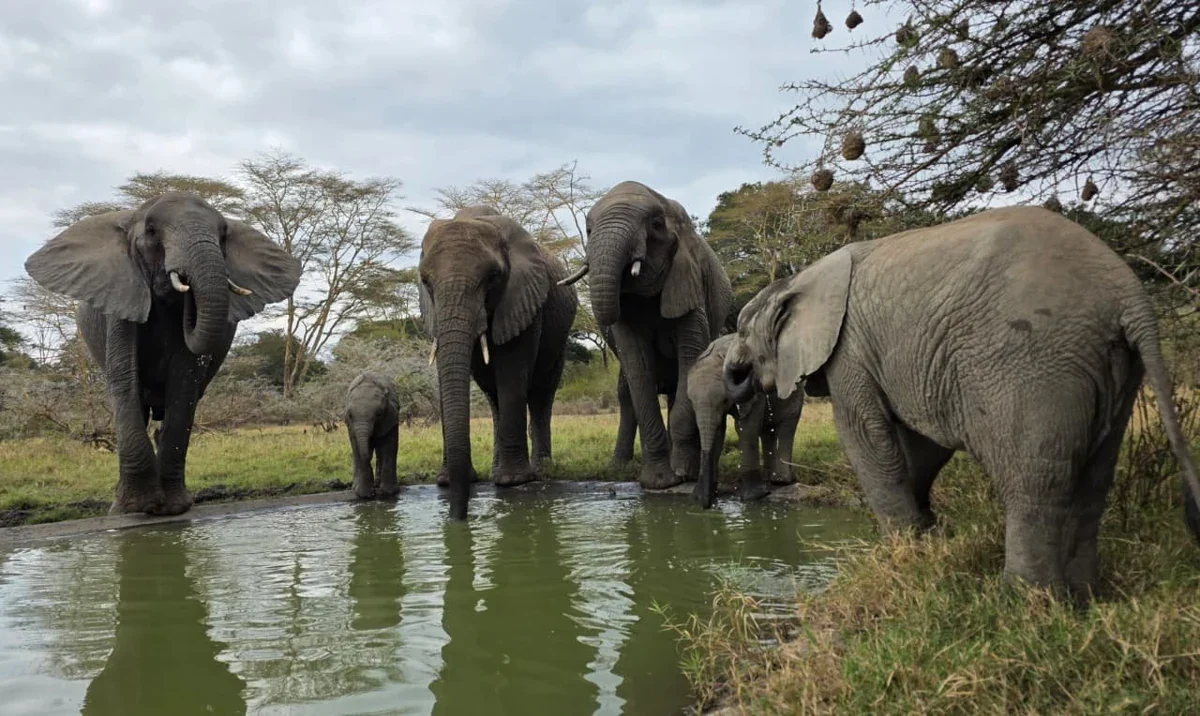About Us 3 Elephants gathered at a waterhole
