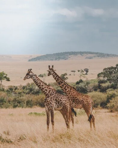 Giraffes among trees and golden grassland
