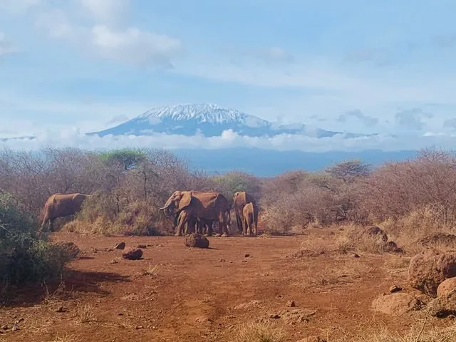 Elephants on a red-earth track with a distant mountain