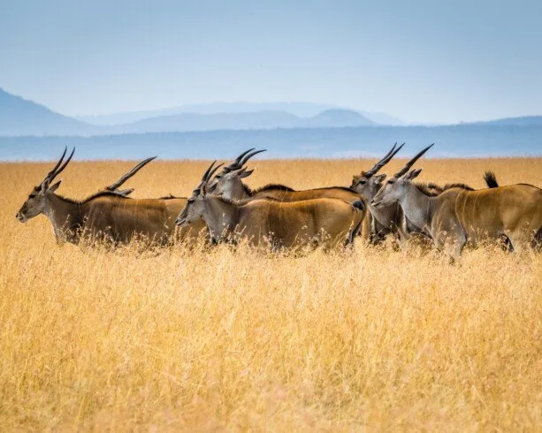 Antelope in golden grassland