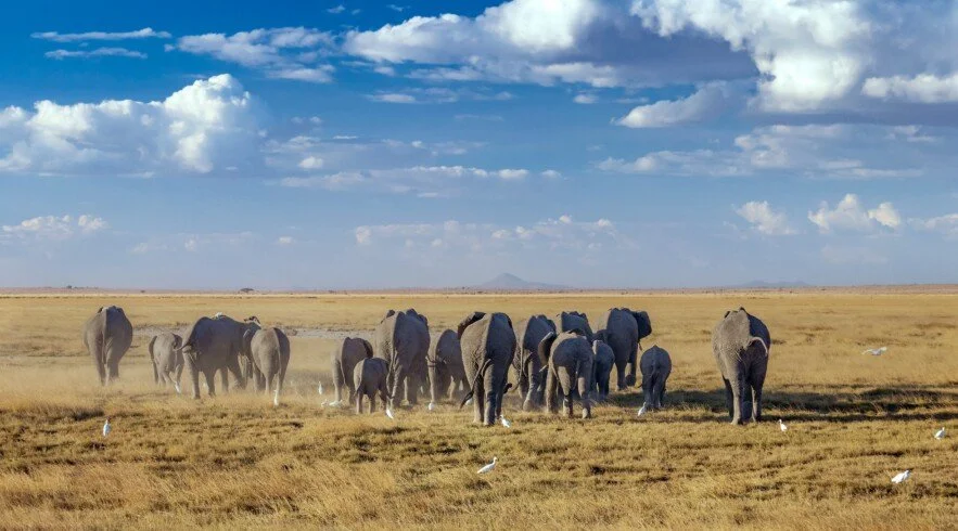 Kenya Safari Destinations 15 Elephants crossing the Amboseli landscape