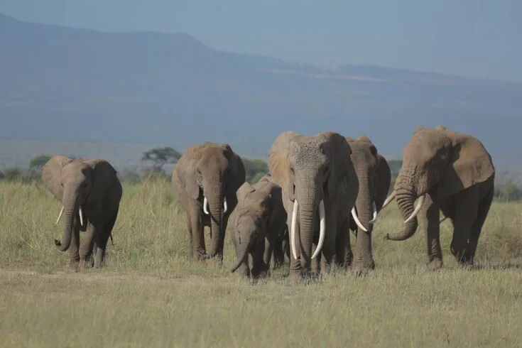 An elephant herd walking through grassland