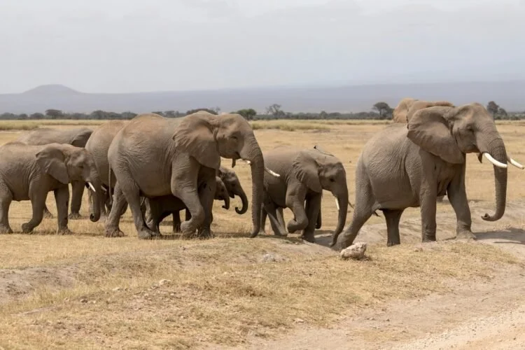 Elephant herd crossing open ground in Amboseli