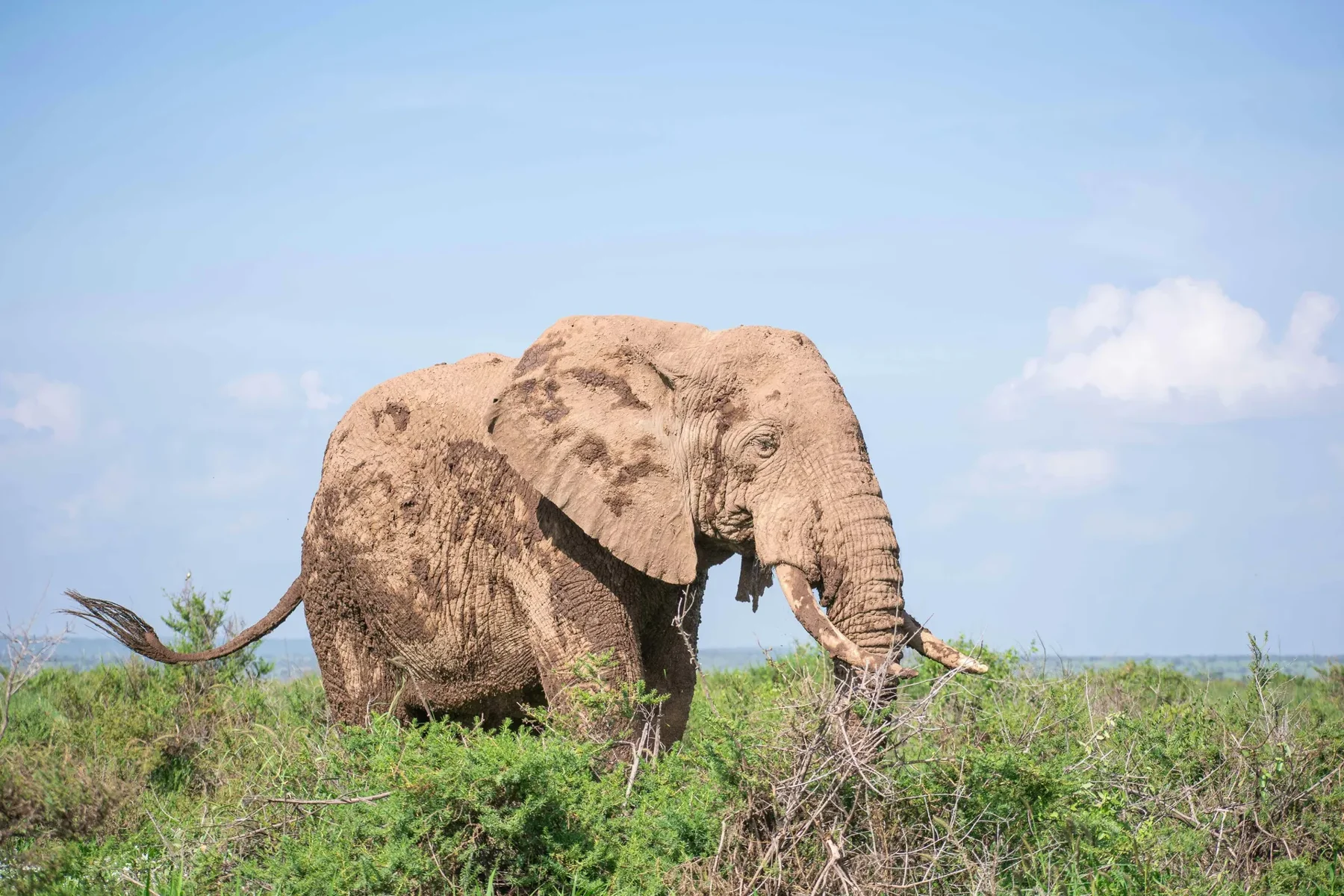 An elephant feeding in green vegetation in Amboseli