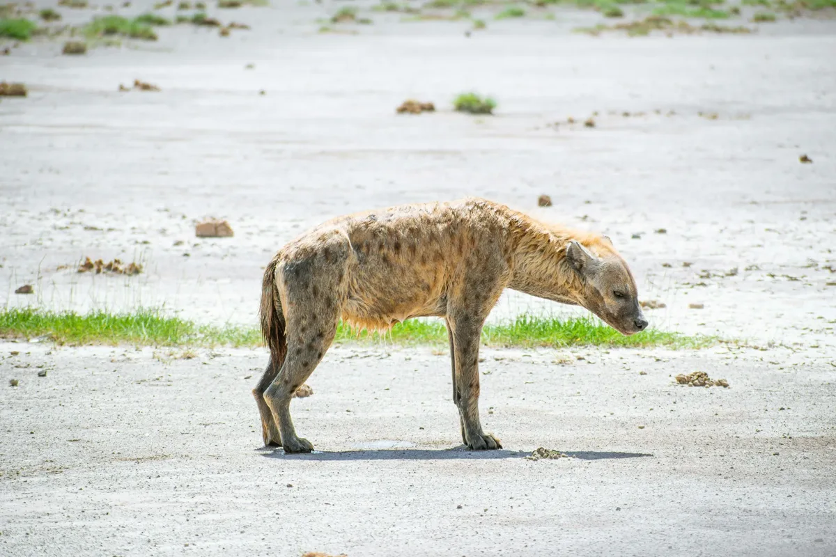 Hyena standing beside shallow water