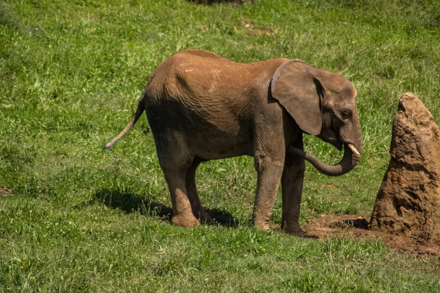 A young elephant standing in green grass