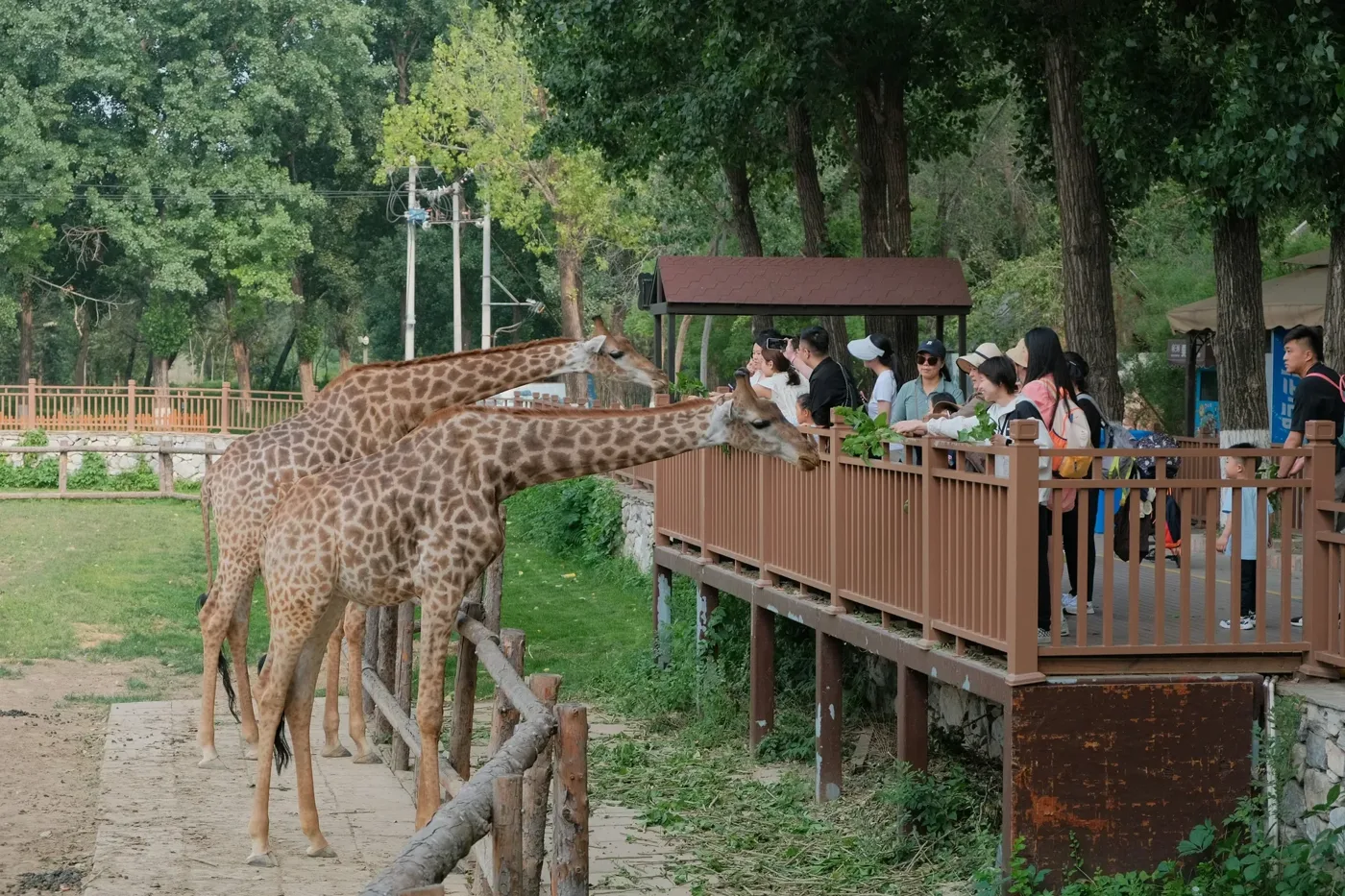Kenya Safari Destinations 32 Giraffes beside the visitor platform at Giraffe Centre