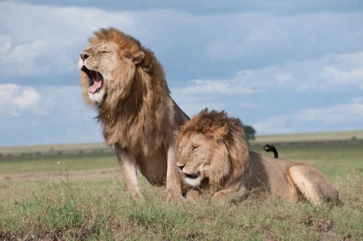 Maasai Mara National Reserve & Private Safaris 2 Two lions resting together in open grassland