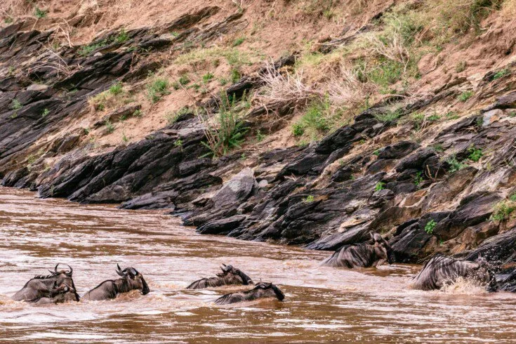 Wildebeest at a river crossing