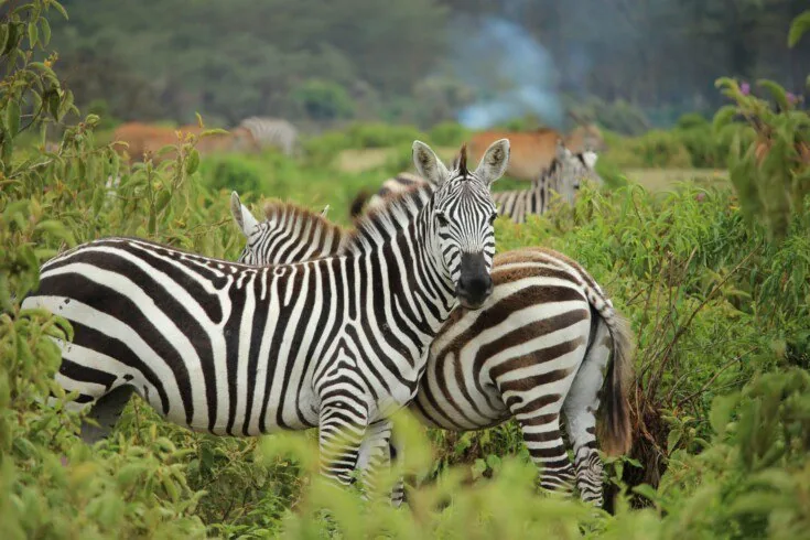 Zebra standing in green grass