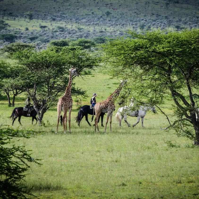 Giraffes and antelope among acacia trees