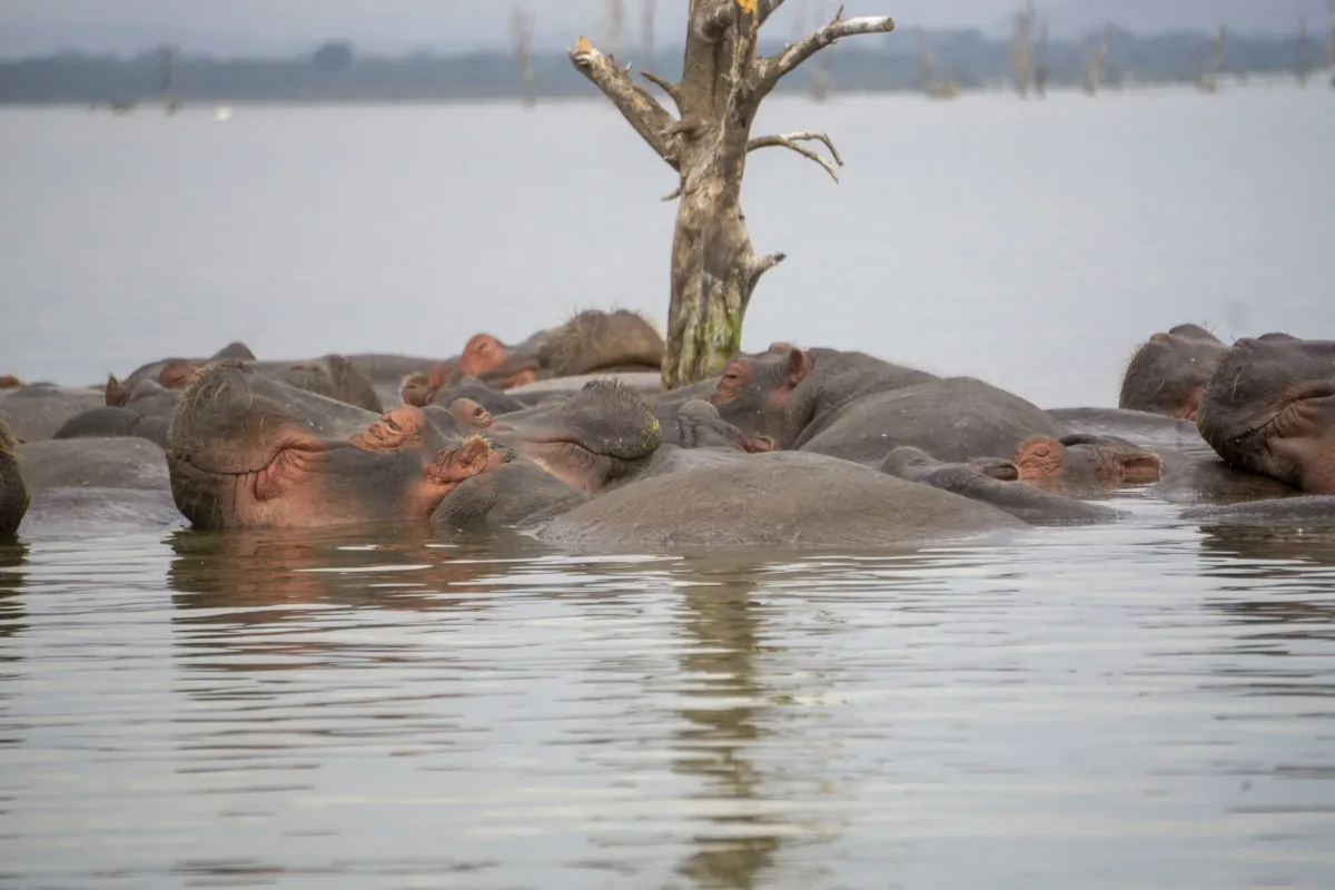 Hippos gathered near the lakeshore