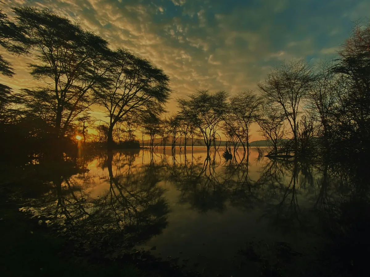 Acacia trees silhouetted against a lakeside sunset