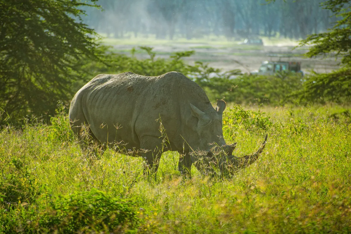 A rhino grazing beside green vegetation