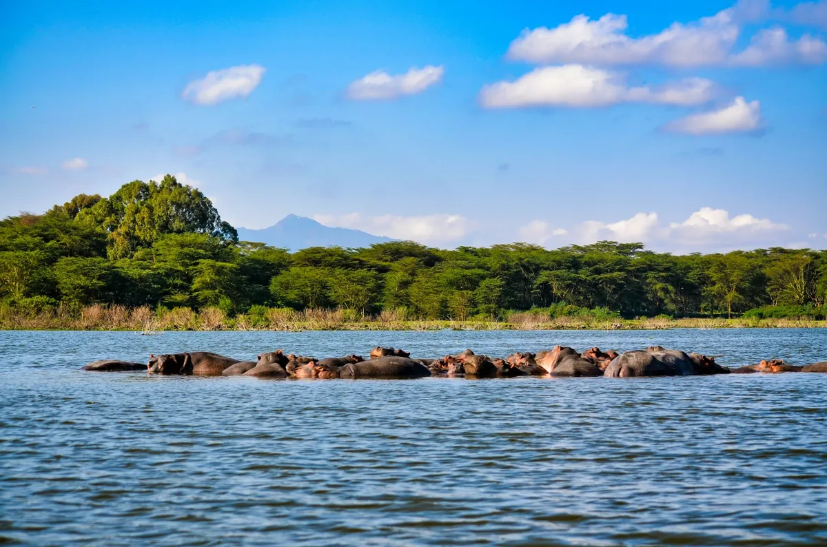 Hippos gathered in a lake