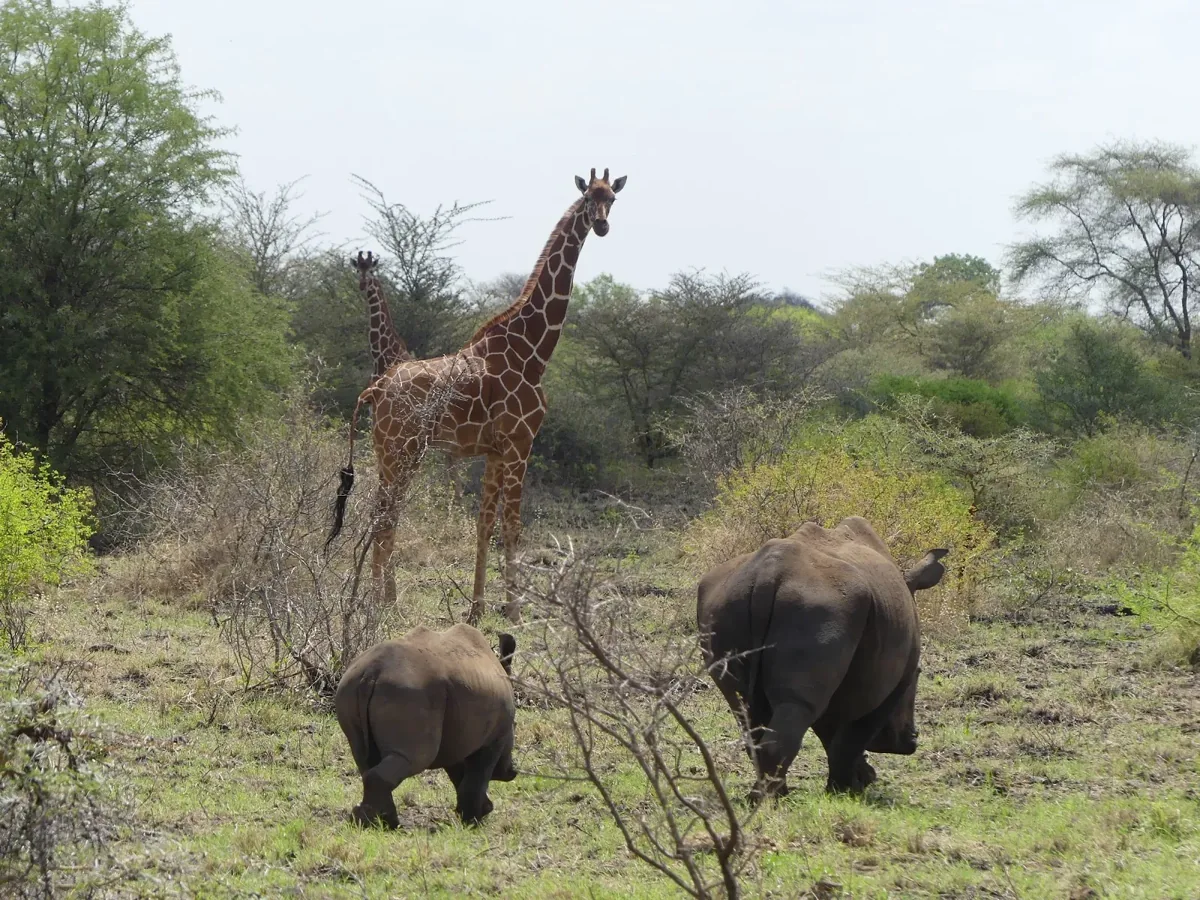 Kenya Safari Destinations 24 A giraffe and buffalo in bushland