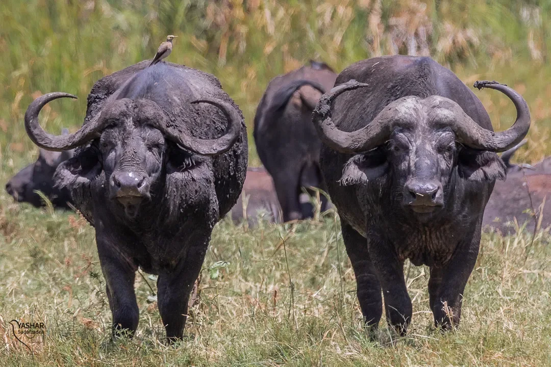Buffalo standing in tall grass