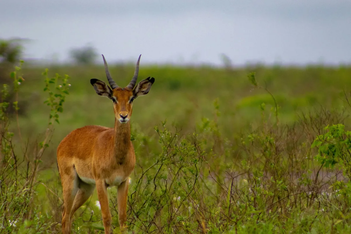 An antelope standing in green grass