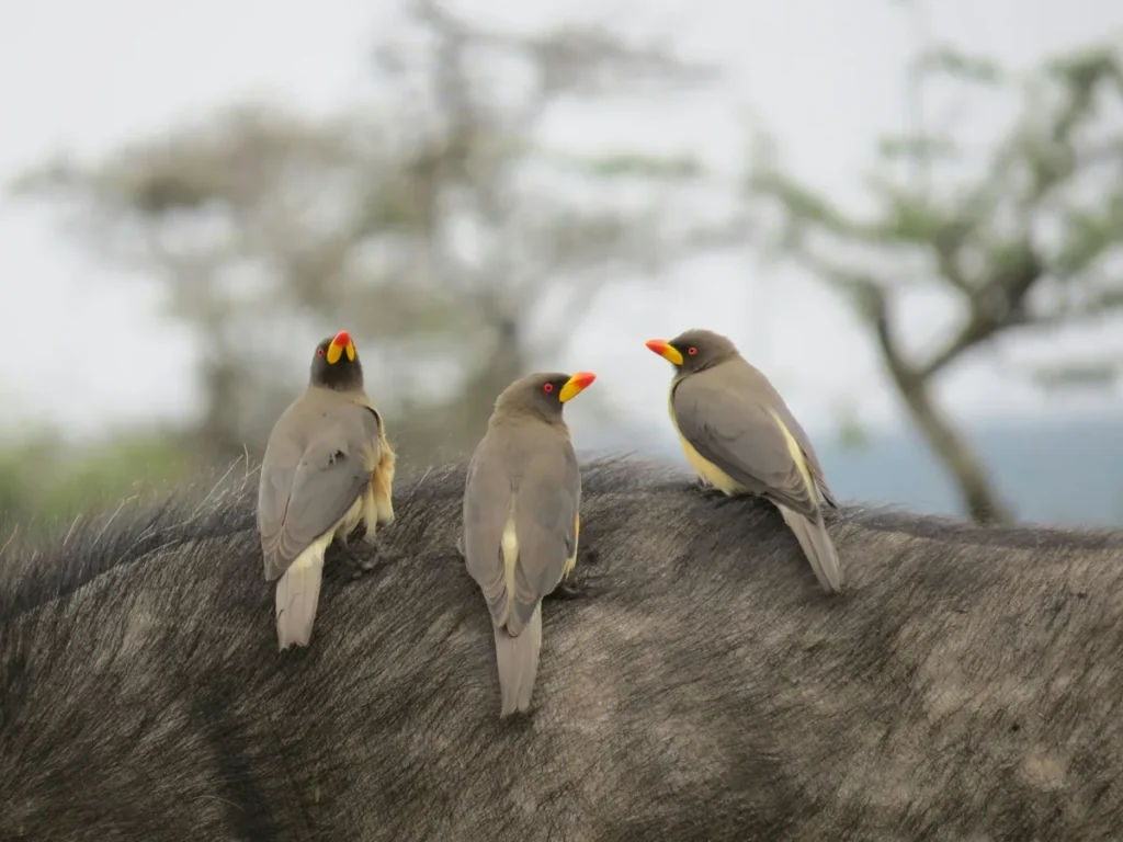 Birds perched on a buffalo