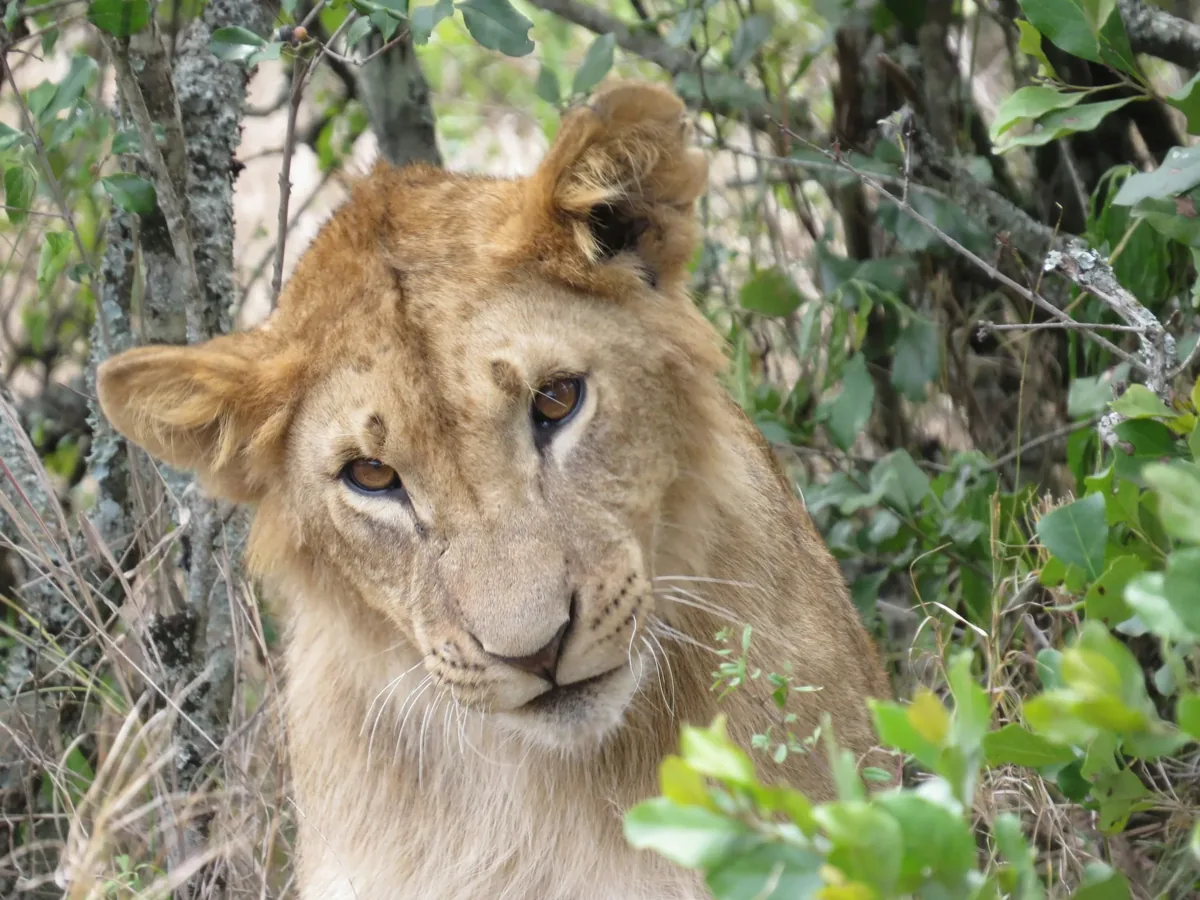 A young lion resting beneath leafy branches