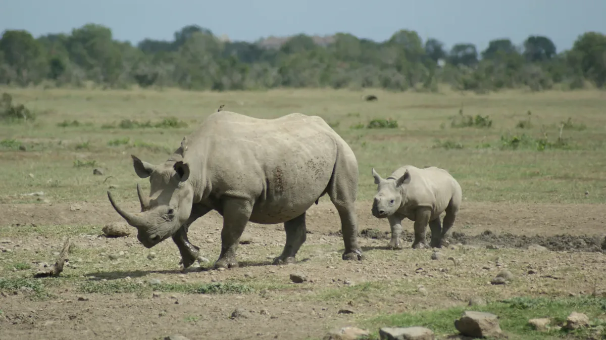 Rhinos in the wider Laikipia conservation landscape