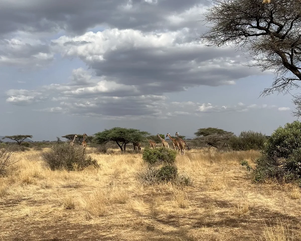 Kenya Safari Destinations 16 Dry grassland with scattered acacia trees