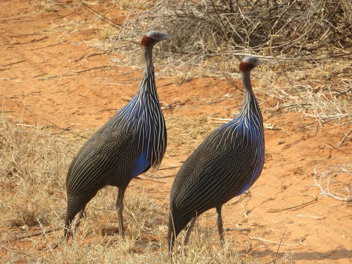 Two vulturine guineafowl on red earth
