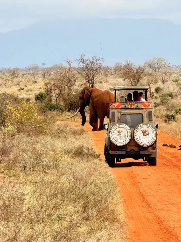 A safari vehicle on a red-earth track near an elephant