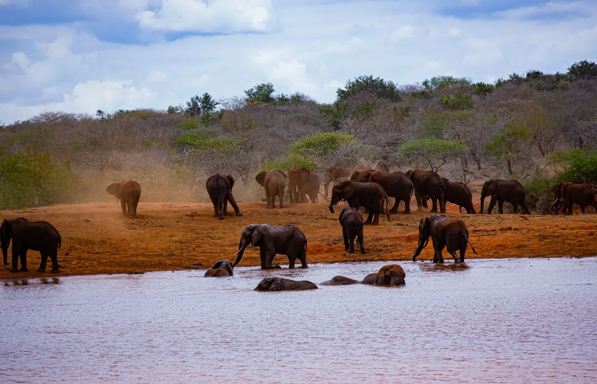 Kenya Safari Destinations 22 Elephants drinking at a waterhole