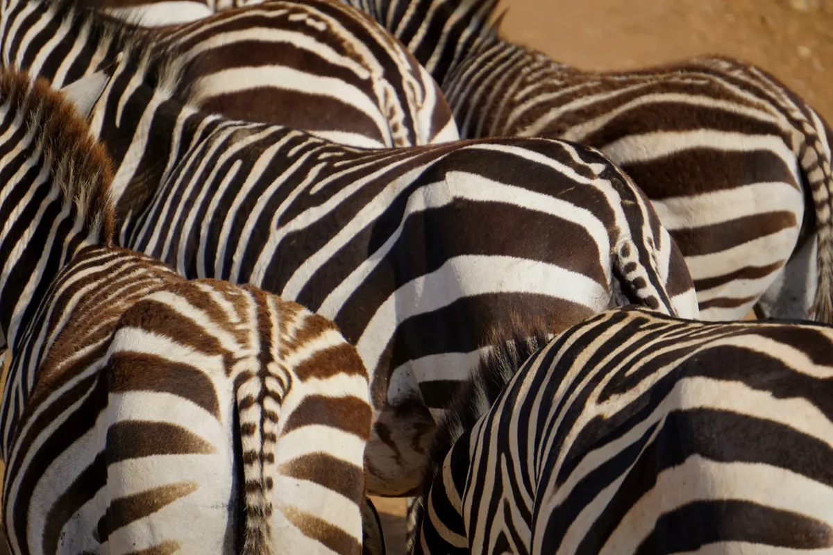 A close view of zebra stripes